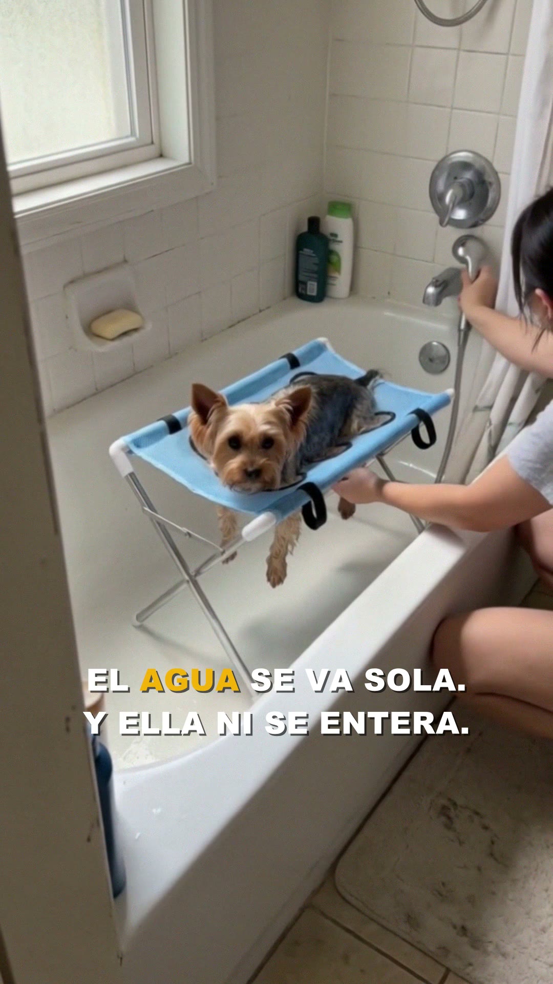 Perro tranquilo durante el baño con Lavaguau